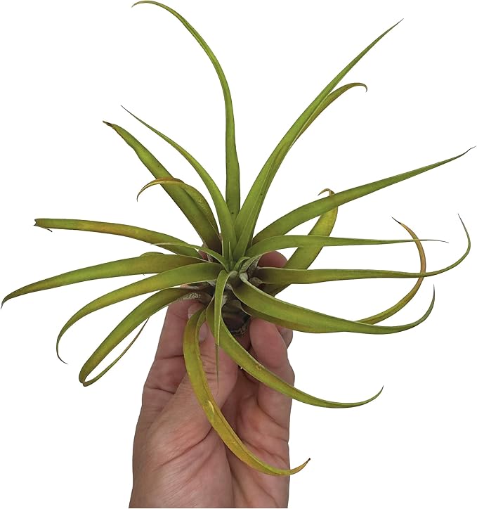 Air Plants - Tillandsia Capitata (Peach), Large 5-7” - 1 ct - Live Arrival Guaranteed - House Plants for Home Decor & Gift-PawvioPets