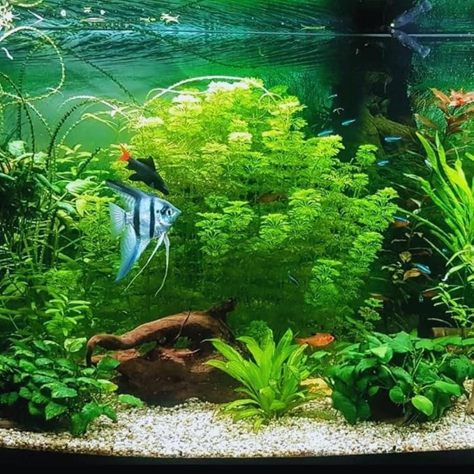 21 Stems Cabomba Live Plants Aquarium, Green Cabomba Live Aquarium Plants, Cabomba Plants Live, 4 to 6 Inches Tall-PawvioPets