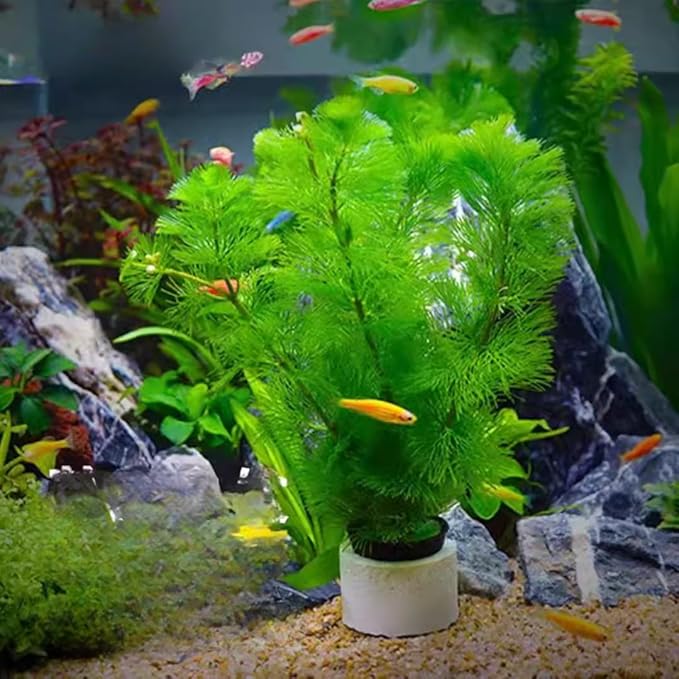 21 Stems Cabomba Live Plants Aquarium, Green Cabomba Live Aquarium Plants, Cabomba Plants Live, 4 to 6 Inches Tall-PawvioPets