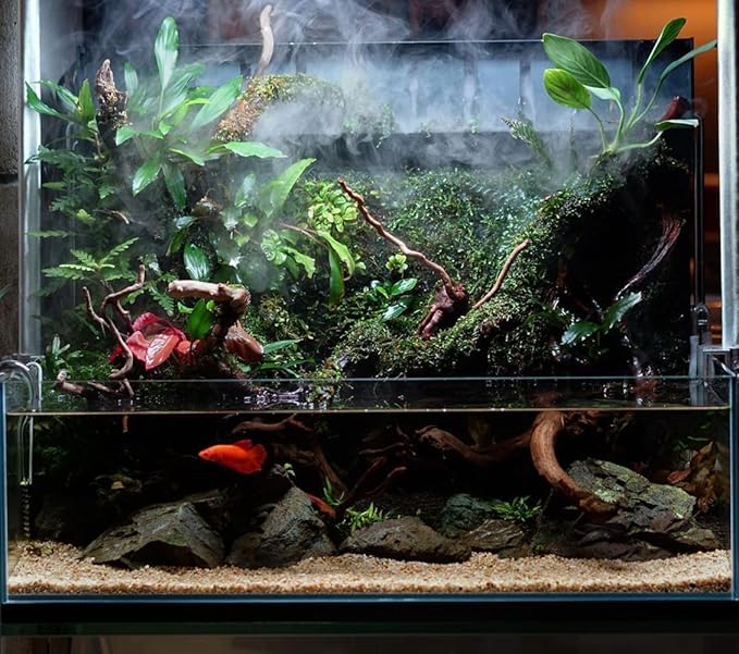 Anubias Live Aquarium Plants - Potted Freshwater Plant for Fish Tanks, Terrariums - Beginner Friendly Low Light (Congensis, 1 Pot)-PawvioPets