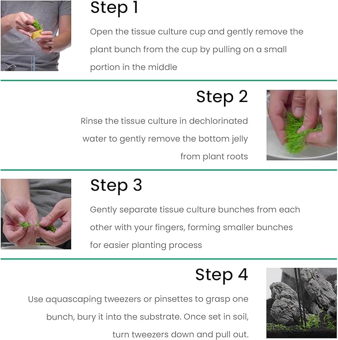 Cryptocoryne parva in Vitro Tissue Culture Small Cup-PawvioPets