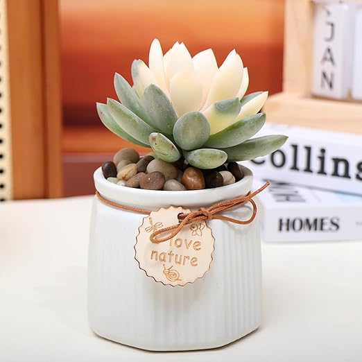 Calofulston 5lb Drainage Rocks for Potted Plants, 1/5 Inch Small Pebbles for Plants, Aquarium, Fish Tank, Terrarium, Succulent, Vases, Decorative Pea Gravel for Plants, Mixed Color-PawvioPets