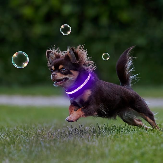 Flashseen LED Cat Collar,Light Up Dog Collar Rechargeable, Dog Lights for Night Walking, Comfortable Soft Mesh Pet Collar Adjustable for Cats Puppy and Small Dogs (Purple, XS)-PawvioPets