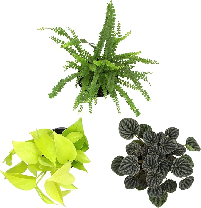 Essential Houseplant Collection (3PK) Live Plants Indoor Plants Live Houseplants in Plant Pots, Easy House Plants Indoors Live, Snake Plant, Pothos in Potting Soil, Clean Air Plants by Plants for Pets-PawvioPets