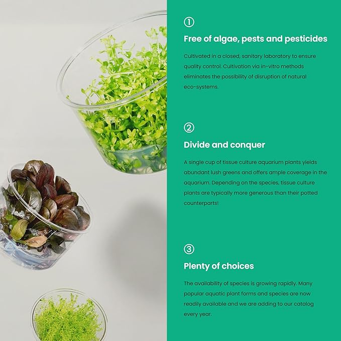 Cryptocoryne Lutea in Vitro Tissue Culture Cup-PawvioPets