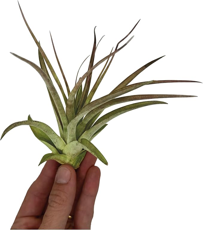 Air Plants - Tillandsia Brachycaulos Multiflora, Jumbo 5-7" - 3 ct - Live Arrival Guaranteed - House Plants for Home Decor & Gift-PawvioPets