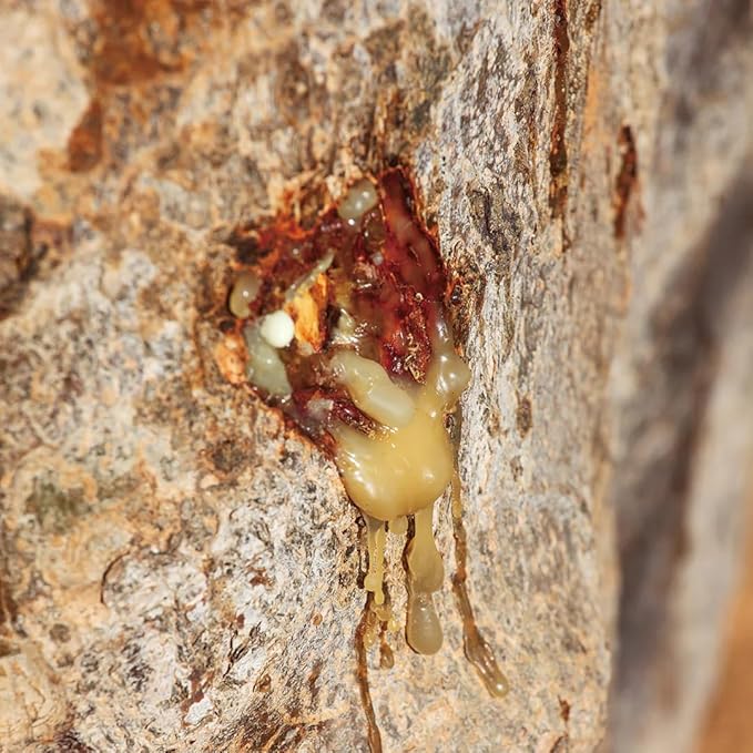 Aromatics International Myrrh Hydrosol 100ml | Resinous Aromatic Spray for Spaces-PawvioPets