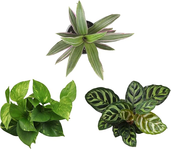 Essential Houseplant Collection (3PK) Live Plants Indoor Plants Live Houseplants in Plant Pots, Easy House Plants Indoors Live, Snake Plant, Pothos in Potting Soil, Clean Air Plants by Plants for Pets-PawvioPets