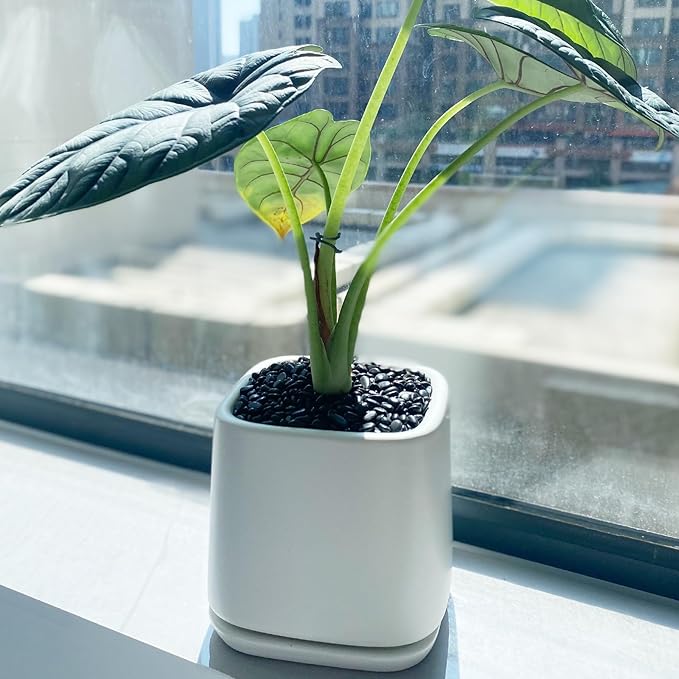 5 lbs Small Black Pebbles - 3/8 inch Decorative Stones for Indoor Plants, Outdoor, Vase, Landscaping & Garden-PawvioPets