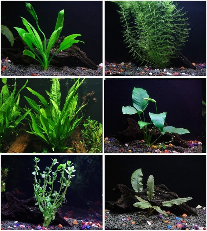 6 Species Aquarium Plants Package - Java Fern (Microsorum), Anubias (Anubias Barteri), Hornwort (Ceratophyllum demersum), Swords (Echinodorus), Moneywort (Bacopa), Cryptocoryne Green (Cryptocoryne)-PawvioPets