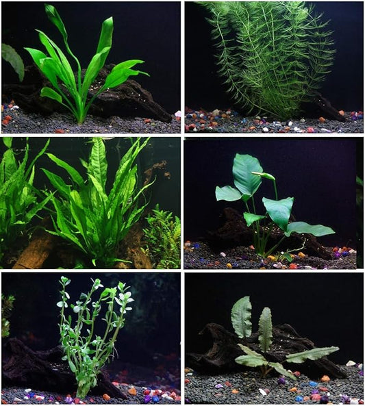 6 Species Aquarium Plants Package - Java Fern (Microsorum), Anubias (Anubias Barteri), Hornwort (Ceratophyllum demersum), Swords (Echinodorus), Moneywort (Bacopa), Cryptocoryne Green (Cryptocoryne)-PawvioPets