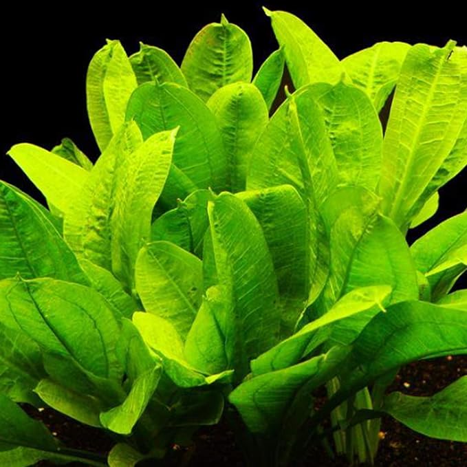 30+ Stems Package Starter Beginner Set Live Aquarium Plants Java Moss, Micro Sword, Rosette Amazon Sword, Anubias, Java Fern and More by Mainam-PawvioPets