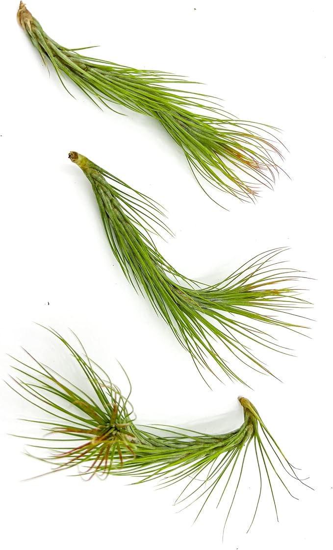 Air Plants - Tillandsia Funckiana Hybrid, Large 5-7" - 3ct - Live Arrival Guaranteed - House Plants for Home Decor & Gift-PawvioPets