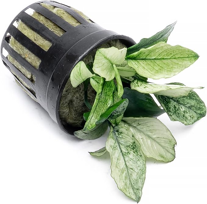 Anubias Live Aquarium Plants - Potted Freshwater Plant for Fish Tanks, Terrariums - Beginner Friendly Low Light (Nana Pinto, 1 Pot)-PawvioPets