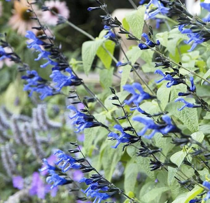 Black and Blue Salvia Guaranitica – Live Perennial Plant 3" Pot – Hummingbirds-PawvioPets