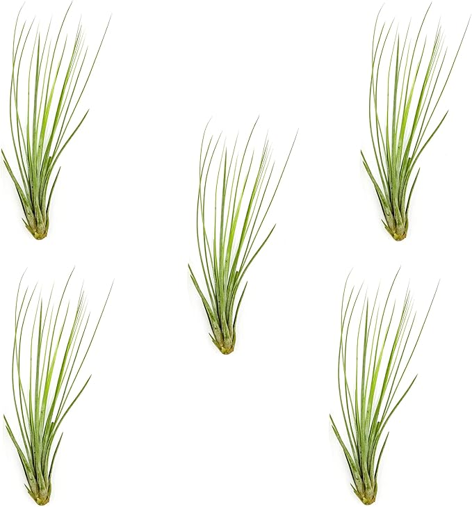 Air Plants - Tillandsia Juncea, Jumbo 8-12" - 5ct - Live Arrival Guaranteed - House Plants for Home Decor & Gift-PawvioPets