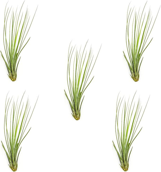 Air Plants - Tillandsia Juncea, Jumbo 8-12" - 5ct - Live Arrival Guaranteed - House Plants for Home Decor & Gift-PawvioPets