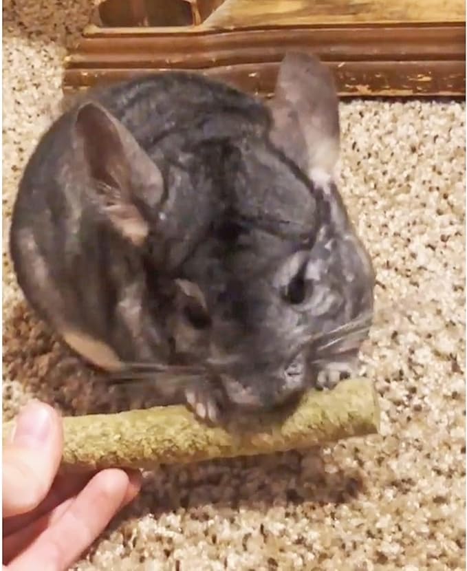 Apple & Oat Puff Sticks (6 oz.) - Healthy Natural High Fiber Chew Treat Made with Oat Hay - Rabbits, Guinea Pigs, Hamsters, Chinchillas, Degus, Prairie Dogs, Squirrels, Skunks, Opossums, Small Pets-PawvioPets