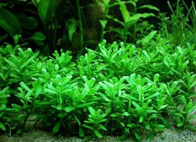 Bacopa Monnieri Moneywort Potted Live Aquarium Decorations Aquatic Plants for Fish Tank by Mainam-PawvioPets