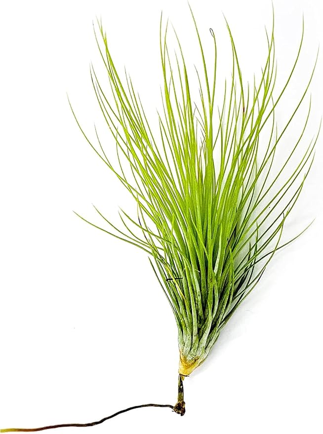 Air Plants - Tillandsia Andreana, Large 4-6" - 5ct - Live Arrival Gauranteed - House Plants for Home Decor & Gift-PawvioPets