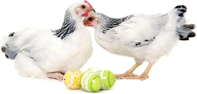 Dried Black Soldier Fly Larvae, 100% Natural, Non-GMO, High-Protein Treats for Chickens, Layer Hens, Wild Birds, Ducks, 13.3 oz, Pack of 4-PawvioPets