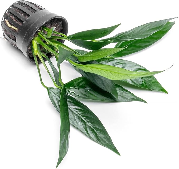 Anubias Live Aquarium Plants - Potted Freshwater Plant for Fish Tanks, Terrariums - Beginner Friendly Low Light (Glabra, 1 Pot)-PawvioPets