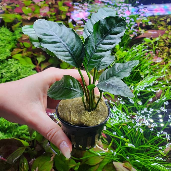 Anubias Live Aquarium Plants - Potted Freshwater Plant for Fish Tanks, Terrariums - Beginner Friendly Low Light (Barteri Coffeefolia, 5 Pots)-PawvioPets