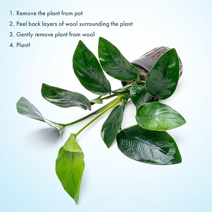 Anubias Live Aquarium Plants - Anubias Nana Tropica (Anubias barteri Nana) - Low Light Epiphytic Rhizome for Foreground to Midground Freshwater Aquascapes, Dark Green Accent - Pot-PawvioPets
