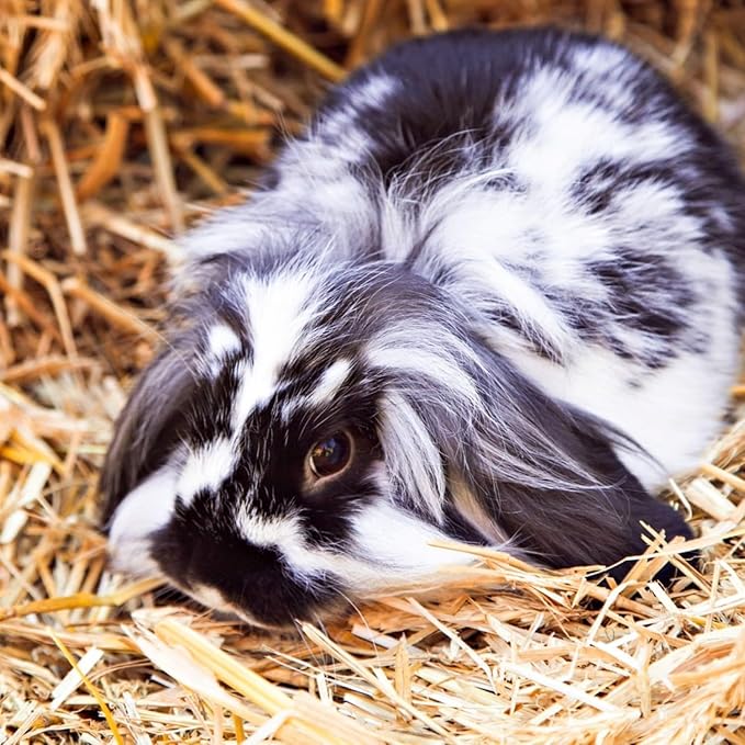 Blue Mountain Hay | Organic Bedding Straw (25 lb) | Natural Pet Bedding & Insulation for Rabbits, Guinea Pigs, Goats, Chickens, Stray & Feral Cats, and Small Animal Shelters-PawvioPets