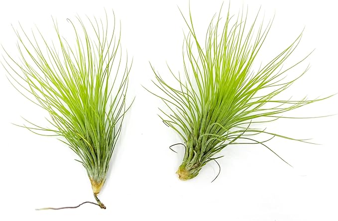 Air Plants - Tillandsia Andreana, Large 4-6" - 2ct - Live Arrival Gauranteed - House Plants for Home Decor & Gift-PawvioPets