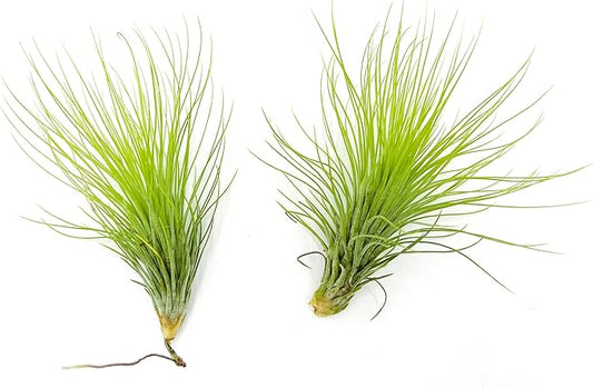 Air Plants - Tillandsia Andreana, Large 4-6" - 2ct - Live Arrival Gauranteed - House Plants for Home Decor & Gift-PawvioPets