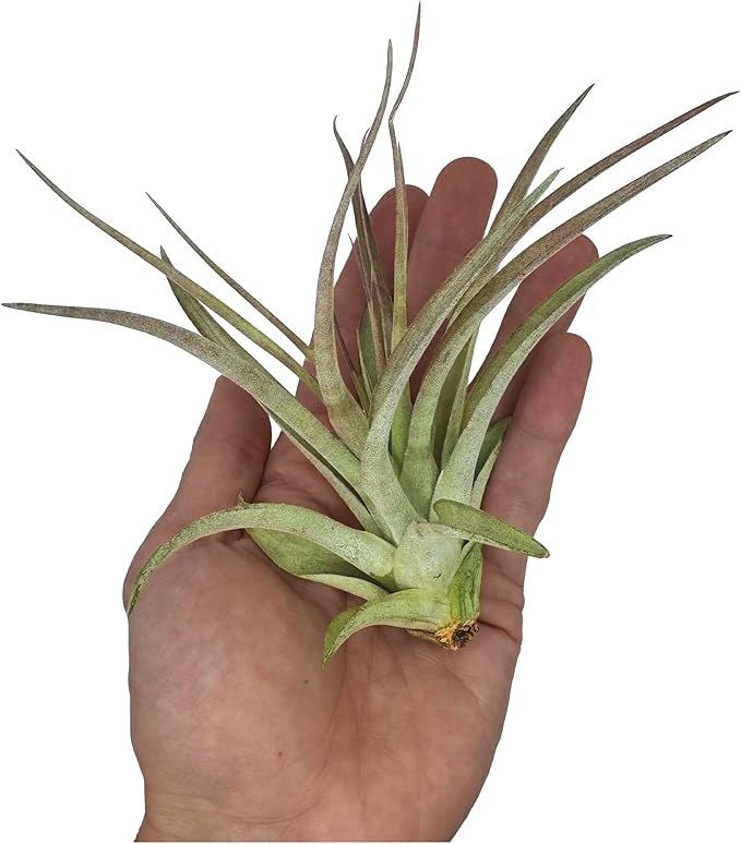 Air Plants - Tillandsia Brachycaulos Multiflora, Jumbo 5-7" - 1 ct - Live Arrival Guaranteed - House Plants for Home Decor & Gift-PawvioPets