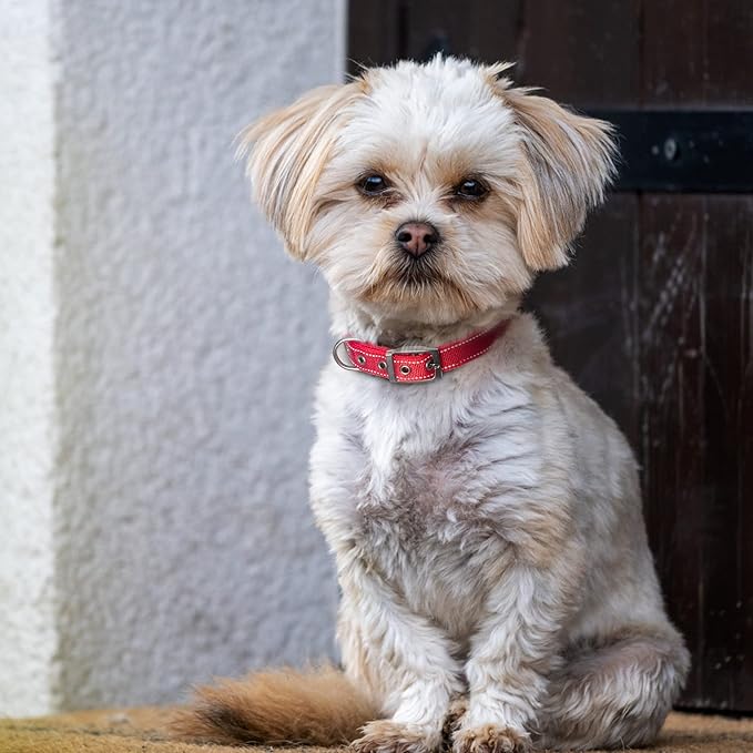 Fida Heavy Duty Dog Collar, Ultra Comfortable Soft Neoprene Padded, Adjustable Reflective Nylon Pet Collar with Durable Metal Belt Buckle for Small Breeds (S, Red)-PawvioPets