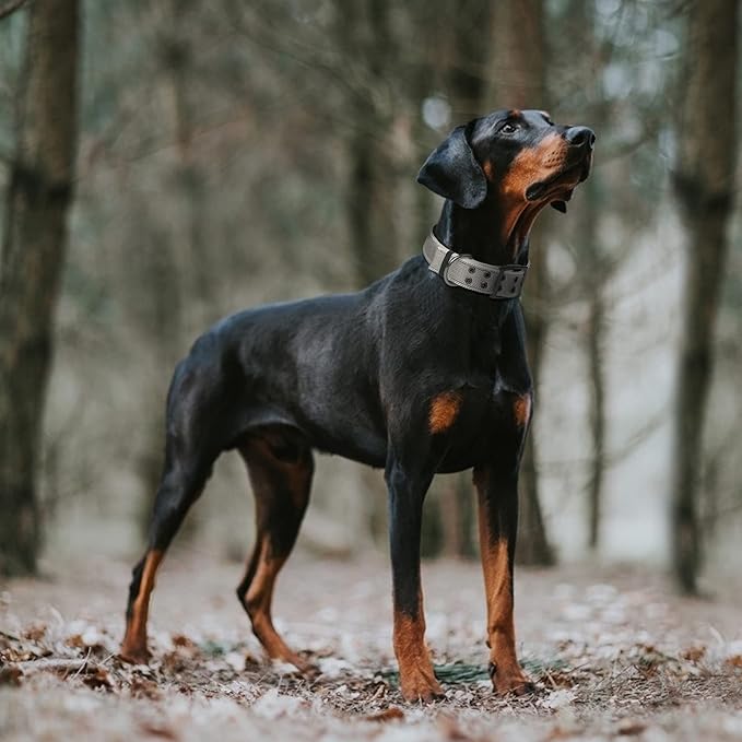 Fida Heavy Duty Dog Collar 1.5” Width, Ultra Soft Neoprene Padded, Adjustable Reflective Nylon Pet Collar with Two Metal Pin Belt Buckle for Large/X-Large Breeds (XL, Grey)-PawvioPets