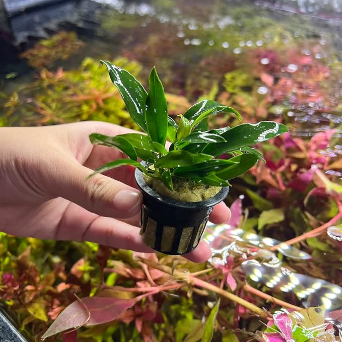 Anubias Live Aquarium Plants - Potted Freshwater Plant for Fish Tanks, Terrariums - Beginner Friendly Low Light (Chili Jalapeno, 1 Pot)-PawvioPets