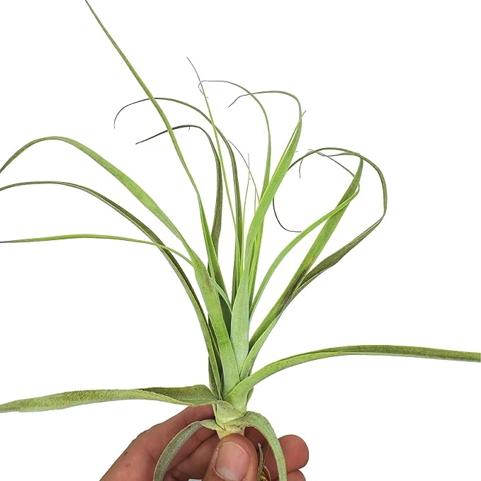 Air Plants - Tillandsia Straminea Jumbo 6-9" - 1ct - Live Arrival Guaranteed - House Plants for Home Decor & Gift-PawvioPets