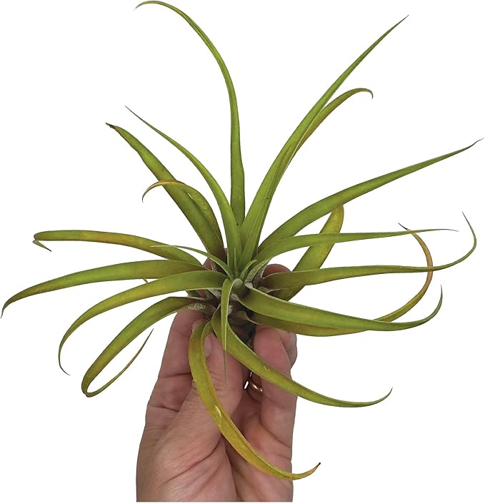Air Plants - Tillandsia Capitata (Peach), Large 5-7” - 2 ct - Live Arrival Guaranteed - House Plants for Home Decor & Gift-PawvioPets