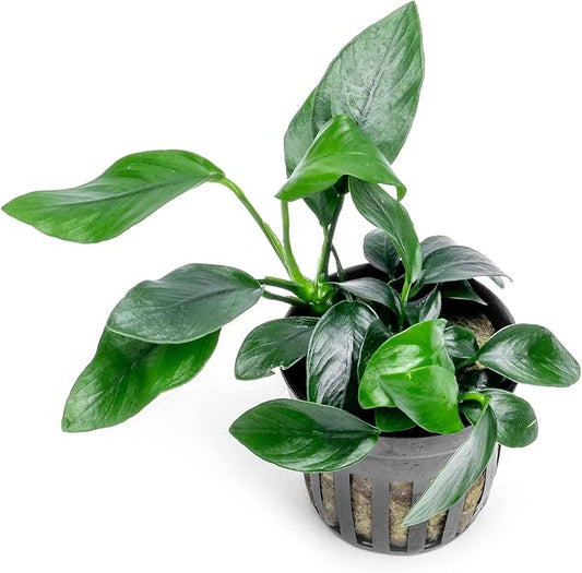 Anubias Live Aquarium Plants - Potted Freshwater Plant for Fish Tanks, Terrariums - Beginner Friendly Low Light (Spear Leaf, 3 Pots)-PawvioPets