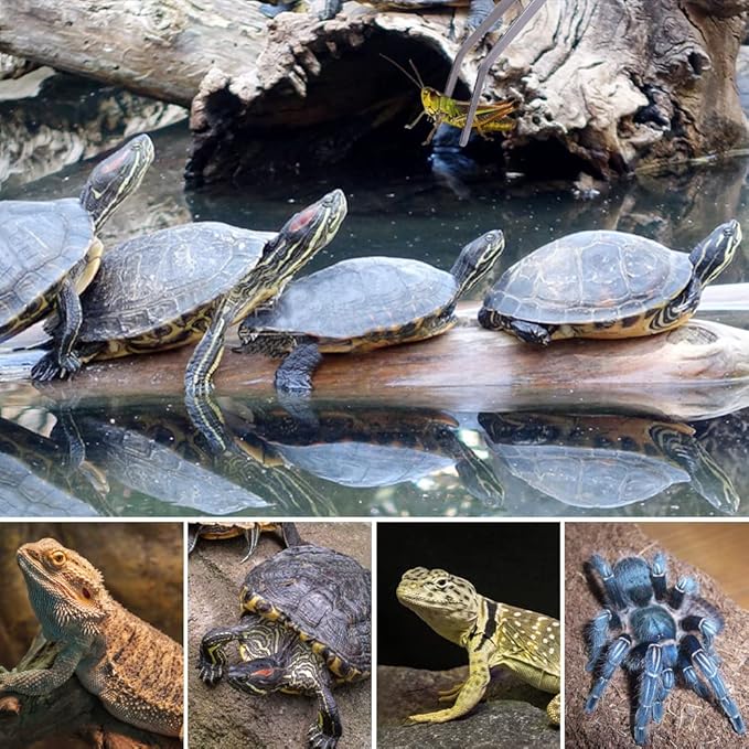 Extra Long Handle Aquarium Tweezers Serving Tongs Feed clamp,2 Pack Stainless Steel Straight and Curved Tweezers Set for Fish Tank Plants Reptile Feeding Tongs（15 Inchs）-PawvioPets