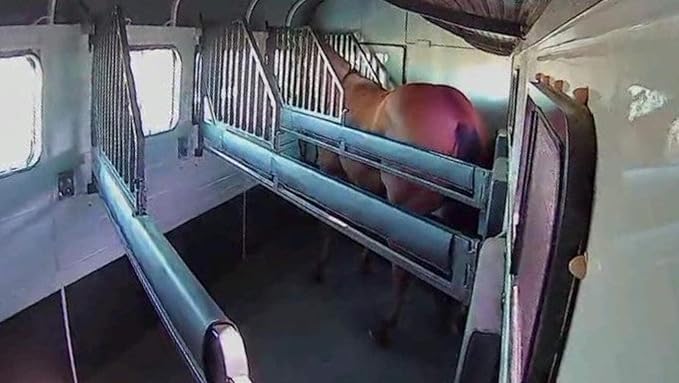 Equine Eye Voyager - Wireless Horse Trailer Camera – Live Video to Your Mobile with Night Vision, Audio - 8 Hours Battery Life - No Cell Signal Needed - Compatible with iPhone & Android Devices-PawvioPets