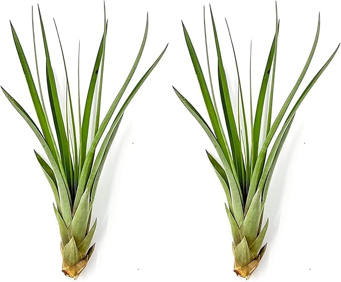 Air Plants - Tillandsia Fasciculata Tricolor, Large 4-6" - 2ct - Live Arrival Guaranteed - House Plants for Home Decor & Gift-PawvioPets