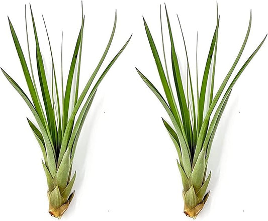Air Plants - Tillandsia Fasciculata Tricolor, Large 4-6" - 2ct - Live Arrival Guaranteed - House Plants for Home Decor & Gift-PawvioPets