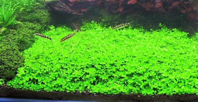 Foreground Potted Live Aquarium Plants | Freshwater Aquatic Plants for Aquariums (Potted Monte Carlo)-PawvioPets