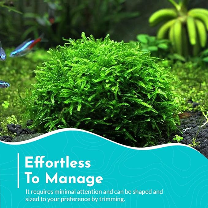 Aquarium Christmas Moss Vesicularia Portion Plant - All Natural & Organic Aquatic Plants - Absorbs Excess Nutrients - Long Lasting & Easy to Care Plants - Suitable for Summer & Winter-PawvioPets
