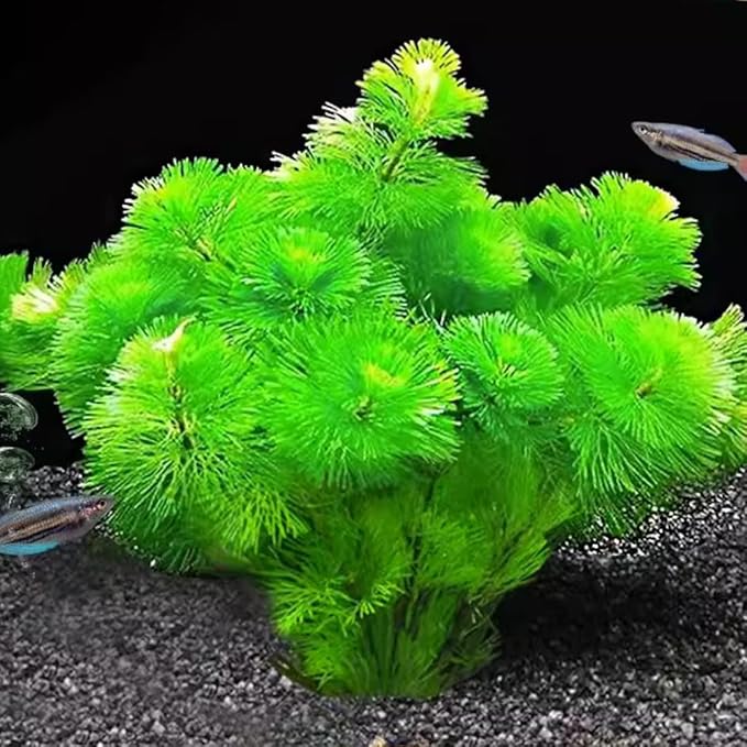 21 Stems Cabomba Live Plants Aquarium, Green Cabomba Live Aquarium Plants, Cabomba Plants Live, 4 to 6 Inches Tall-PawvioPets