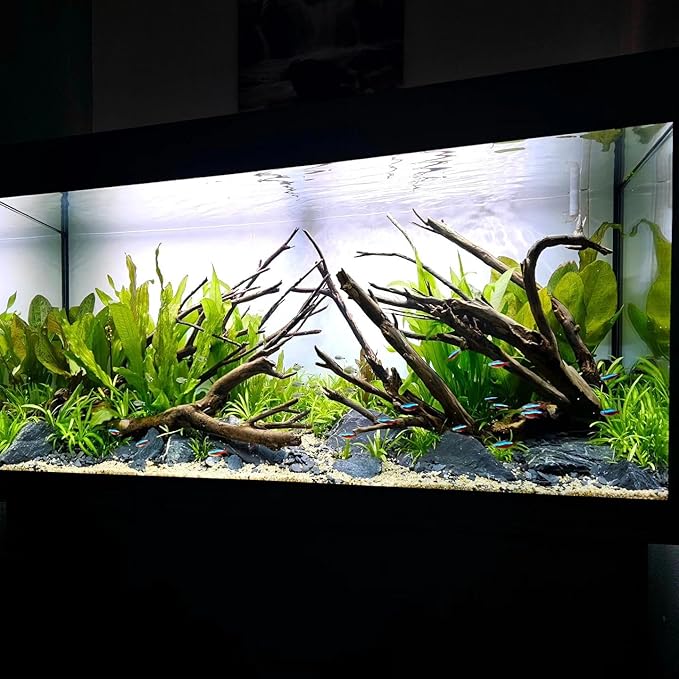 Amazon Sword Echinodorus Bleheri Live Plant for Freshwater Aquariums, Natural Fish Tank Decorations, and Aquatic Decor (5 Pots (10-15 Plants))-PawvioPets