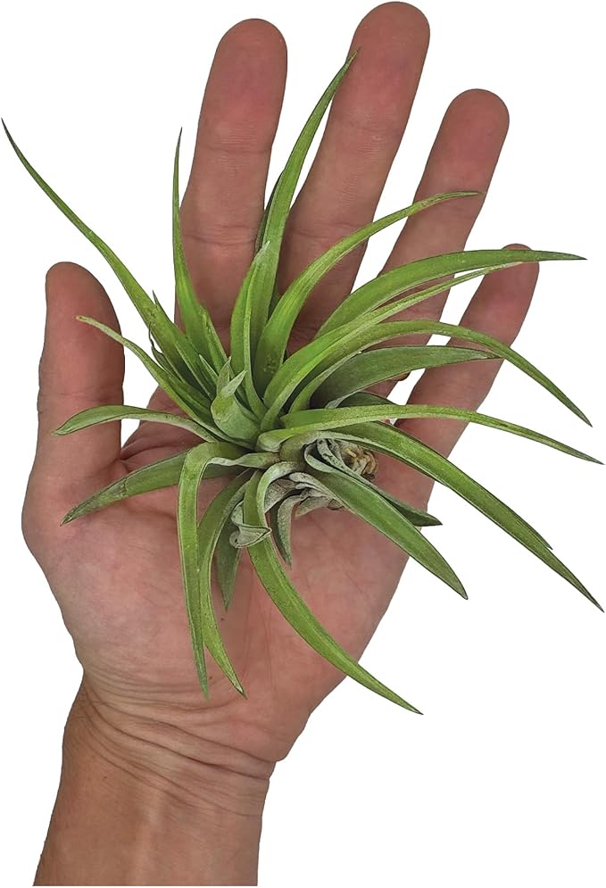 Air Plants - Tillandsia Brachycaulos Abdita, Large 4-6" - 1 ct - Live Arrival Guaranteed - House Plants for Home Decor & Gift-PawvioPets