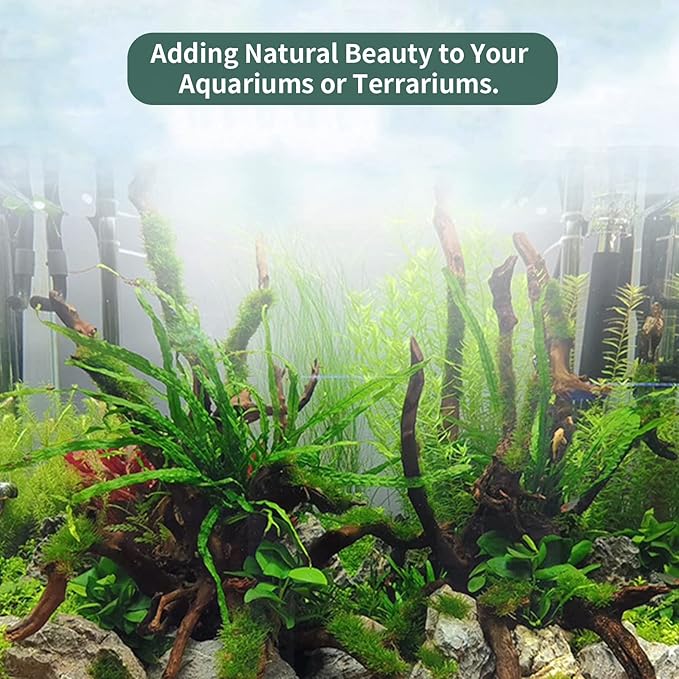 5 Pcs Driftwood Branches Aquarium Wood Decoration Natural Fish Tank Habitat Decor Wood for Lizard Assorted Size-Small-PawvioPets