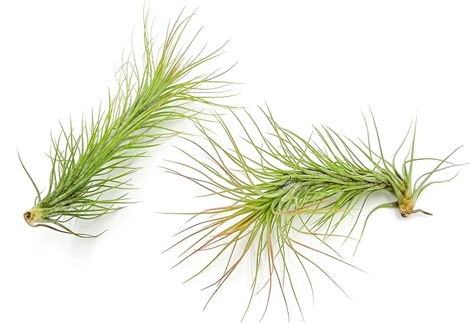 Air Plants - Tillandsia Funckiana, Large 5" - 2ct - Live Arrival Guaranteed - House Plants for Home Decor & Gift-PawvioPets