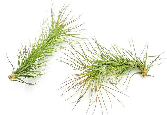 Air Plants - Tillandsia Funckiana, Large 5" - 2ct - Live Arrival Guaranteed - House Plants for Home Decor & Gift-PawvioPets